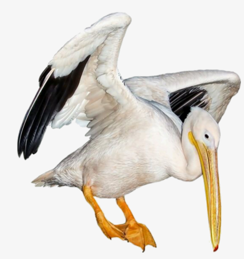 Pelican Sticker - White Pelican, transparent png download