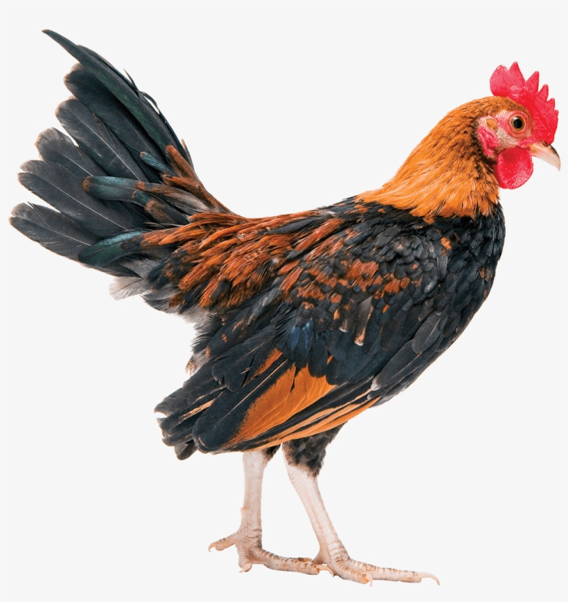 Is The Chicken Industry Rigged - Uccelli Pene, transparent png download