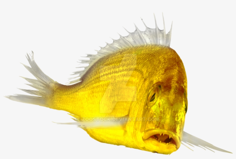 Gold Fish Png - Cardinal Fish Cardinal Peixe, transparent png download