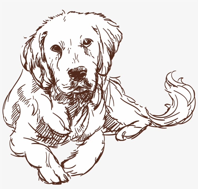 Golden Retriever Dog - Nova Scotia Duck Tolling Retriever, transparent png download