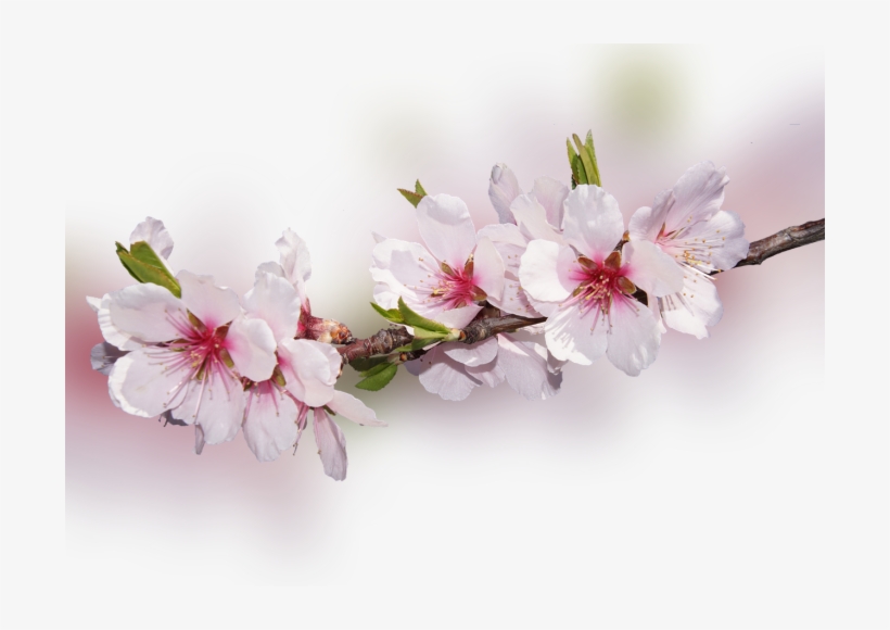 Color Palette Ideas From Flower Blossom Flowering Plant - Обложки На Фейсбук Весна, transparent png download