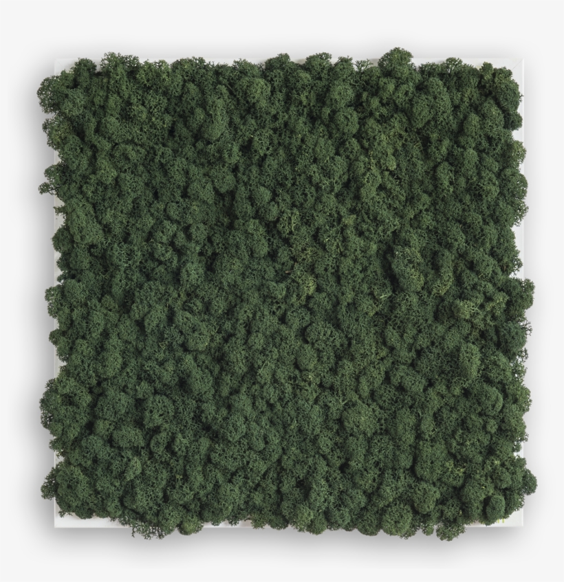 Rendiermos Schilderij 35 Cms X 35 Cms Bg - Wool, transparent png download
