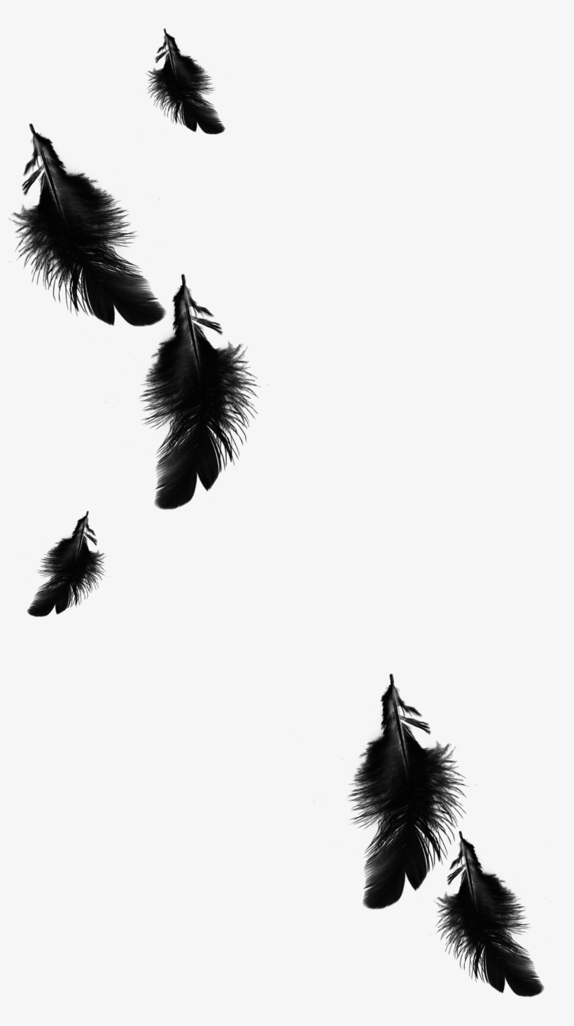 1299 X 2258 5 - Black Feathers Png, transparent png download