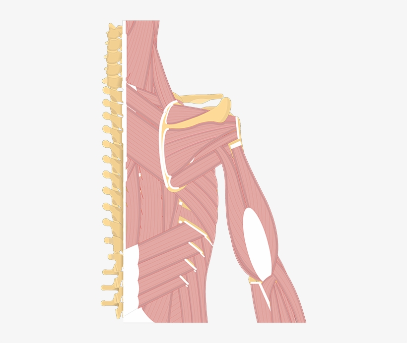 Illustration, transparent png download