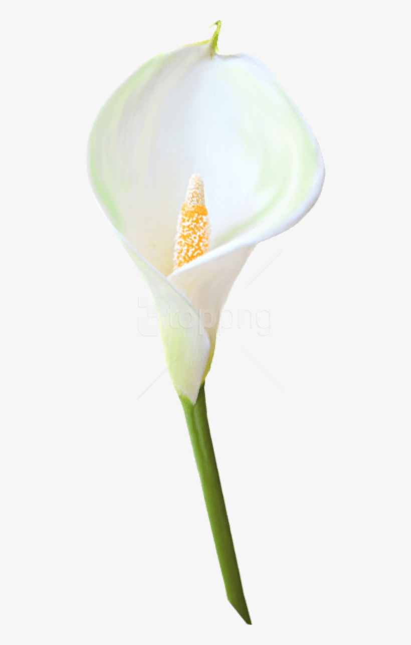 Free Png Download Transparent Calla Lily Flower Png, transparent png download