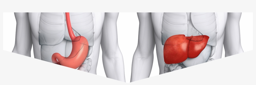 Liver Png, transparent png download