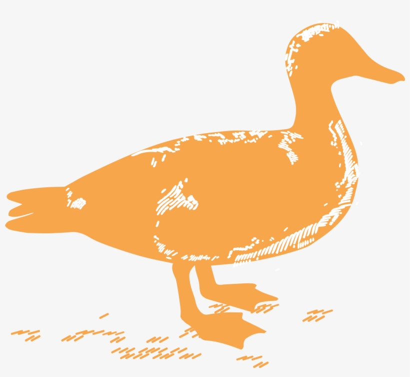 Jpeg - American Black Duck, transparent png download