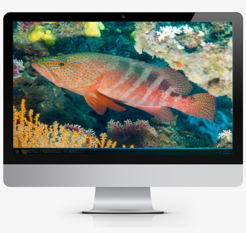 2017 Tropical Fish Calendar Windows Theme - Computer Monitor, transparent png download