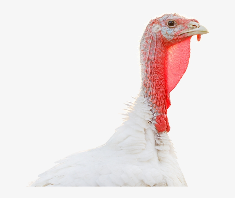 Turkey Farming - Wild Turkey, transparent png download