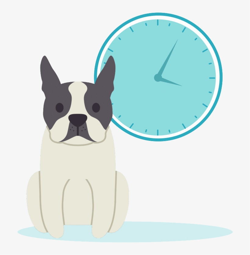 Dog Alone - Boston Terrier, transparent png download