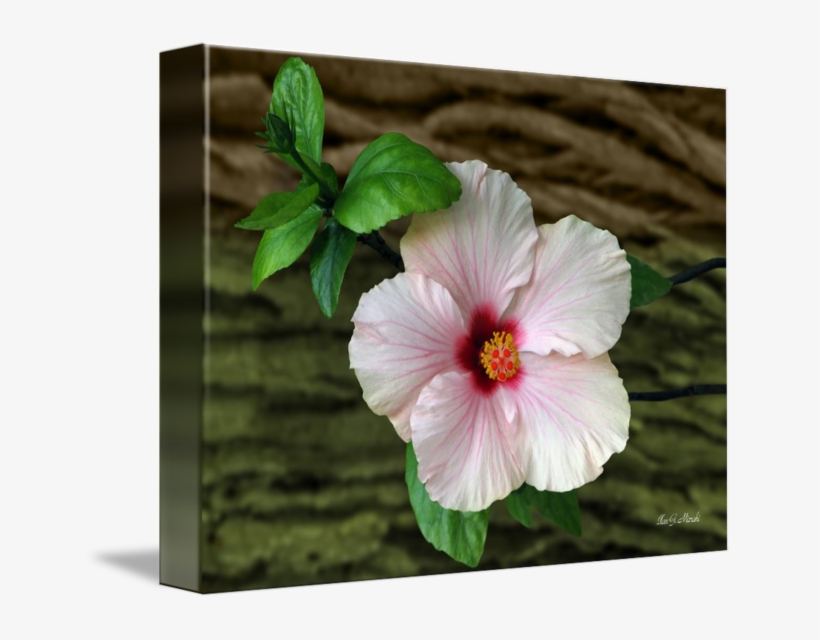 In Front Of Bark By Ilan Mizrahi, transparent png download
