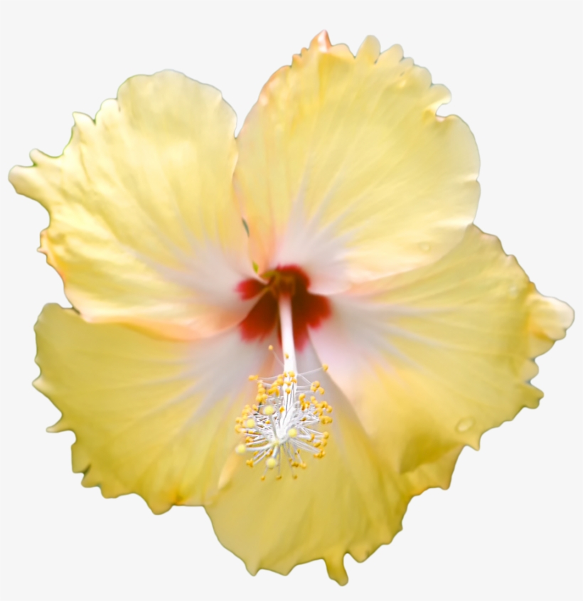 902 X 886 2 - Hawaiian Hibiscus, transparent png download