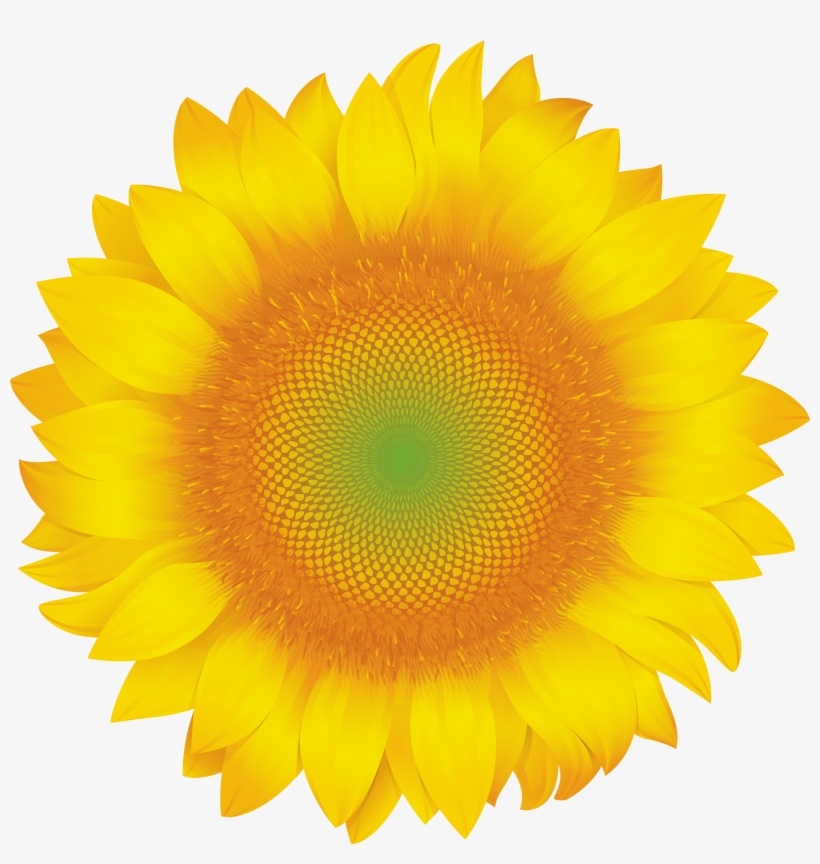 Sunflower Clip Art Png Image - Yellow Daisy Flower Transparent, transparent png download