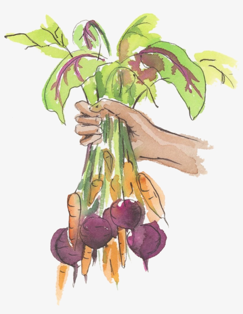 Holding-veggies - Illustration, transparent png download