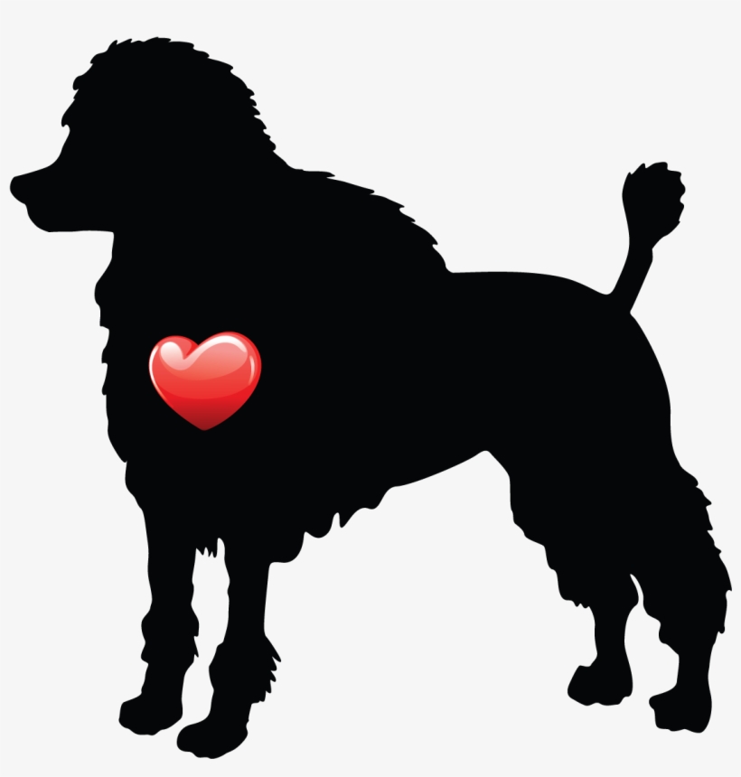 Standard Poodle, transparent png download