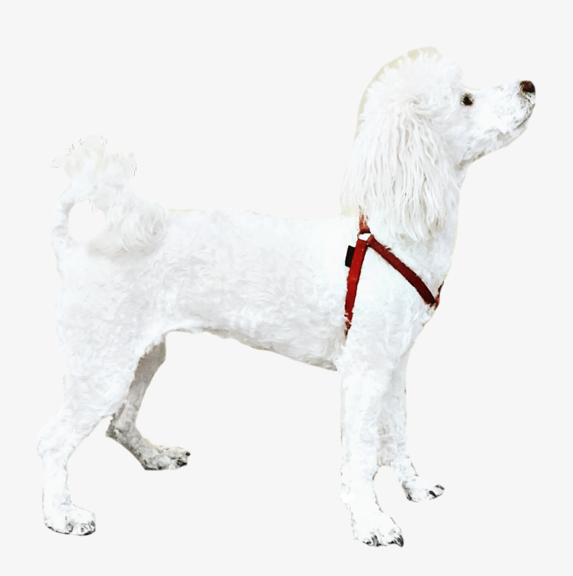 Poodle Dog White Petsandanimals Cute - Companion Dog, transparent png download