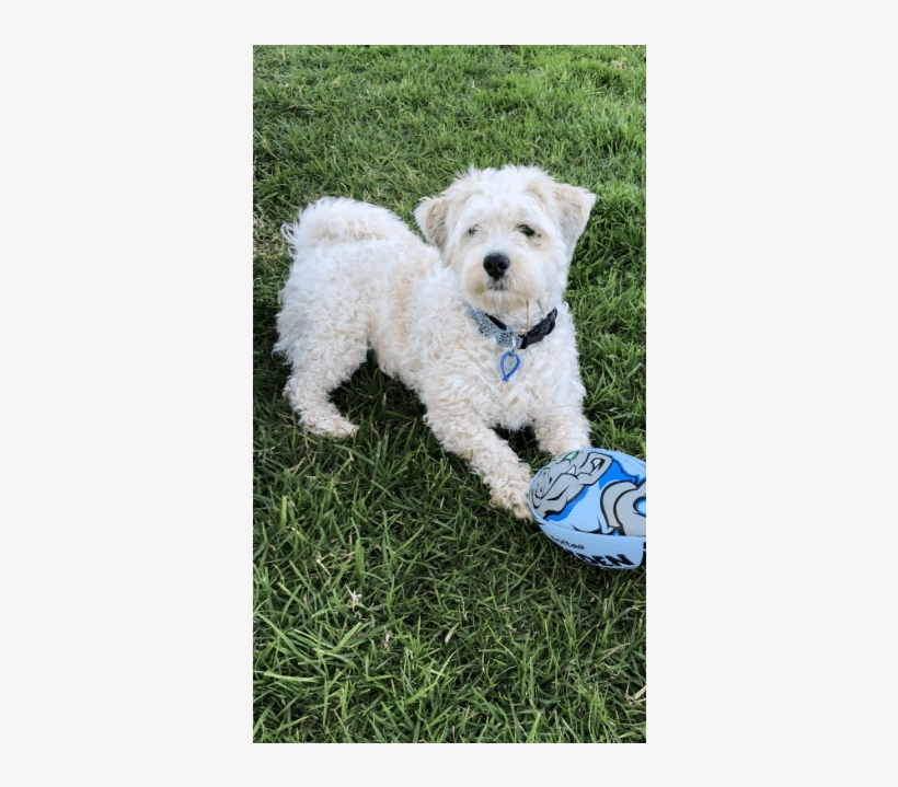 Photo Of Alfie ~ Poodle X - Companion Dog, transparent png download