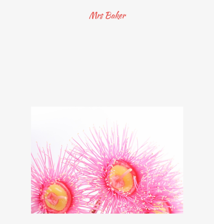 Pink Eucalyptus - Blossom, transparent png download