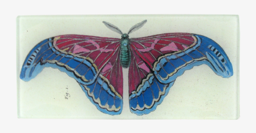 Butterfly, transparent png download
