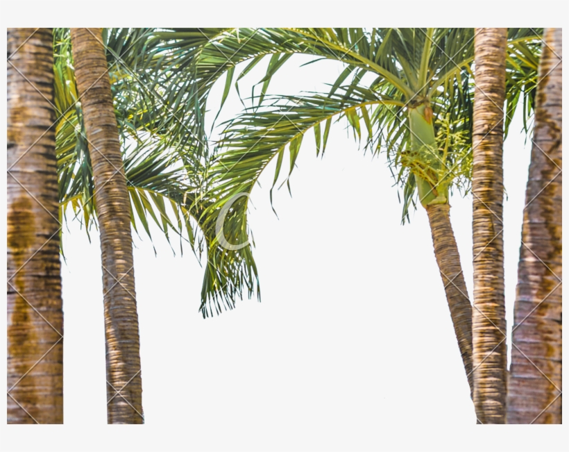 800 X 571 8 - Trees Frame Transparent, transparent png download