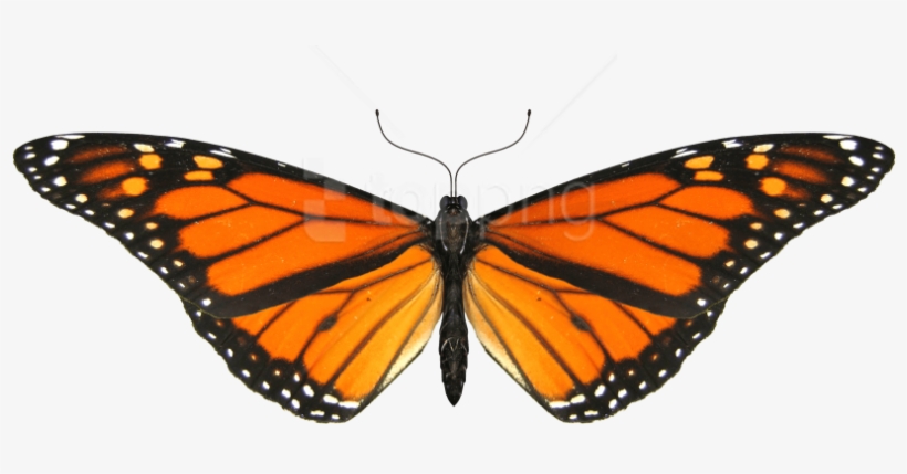 Free Png Download Butterfly Small Wings Png Images - Monarch Butterfly Transparent Background, transparent png download