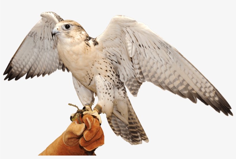 Falcon Service - Falcon Abu Dhabi, transparent png download