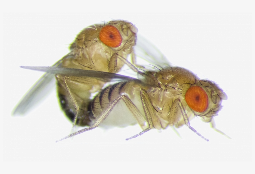 Frisky Female Fruit Flies Become More Aggressive Towards - Fruit Fly, transparent png download