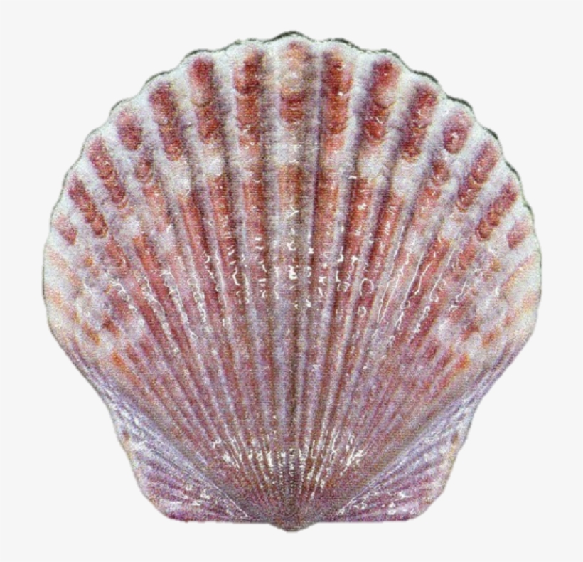 2019 10 Gram Fiji Castaway Collection Seashell 999 - Sea Shell, transparent png download