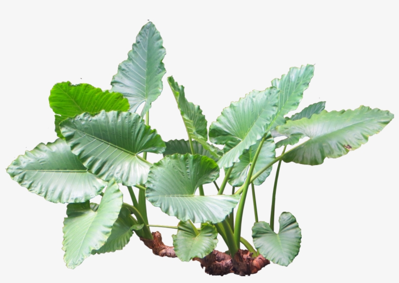 Alocasia Macrorrhiza - Alocasia Macrorrhizos Alocasia Png, transparent png download