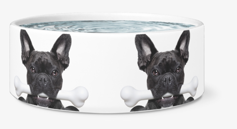 Frenchie With A Bone Dog Bowl - French Bulldog, transparent png download