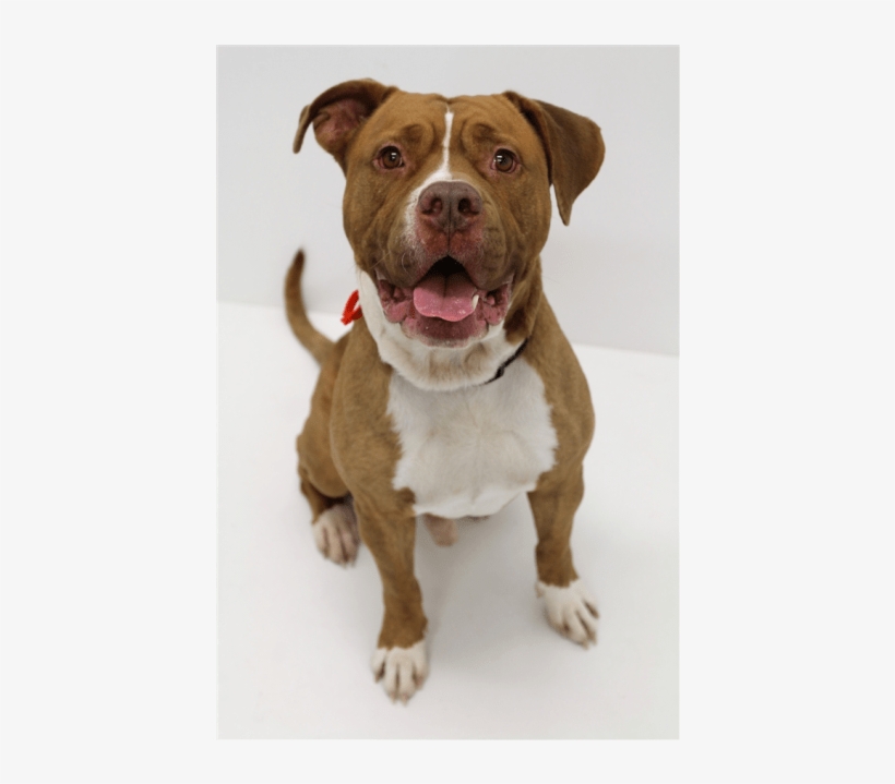 Photo Of Kutchi - Old English Terrier, transparent png download