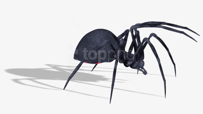 Download Spider Clipart Png Photo - Blister Beetles, transparent png download