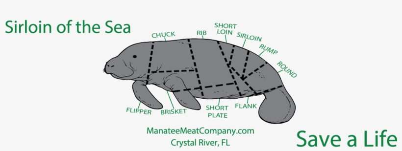 Tortoise, transparent png download