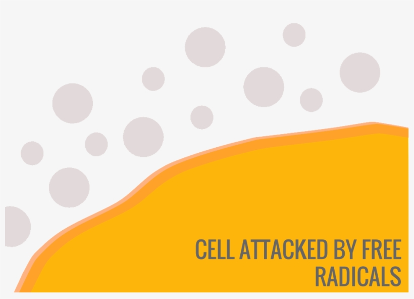 Increasing Evidence Suggests That Oxidative Damage - Polka Dot, transparent png download