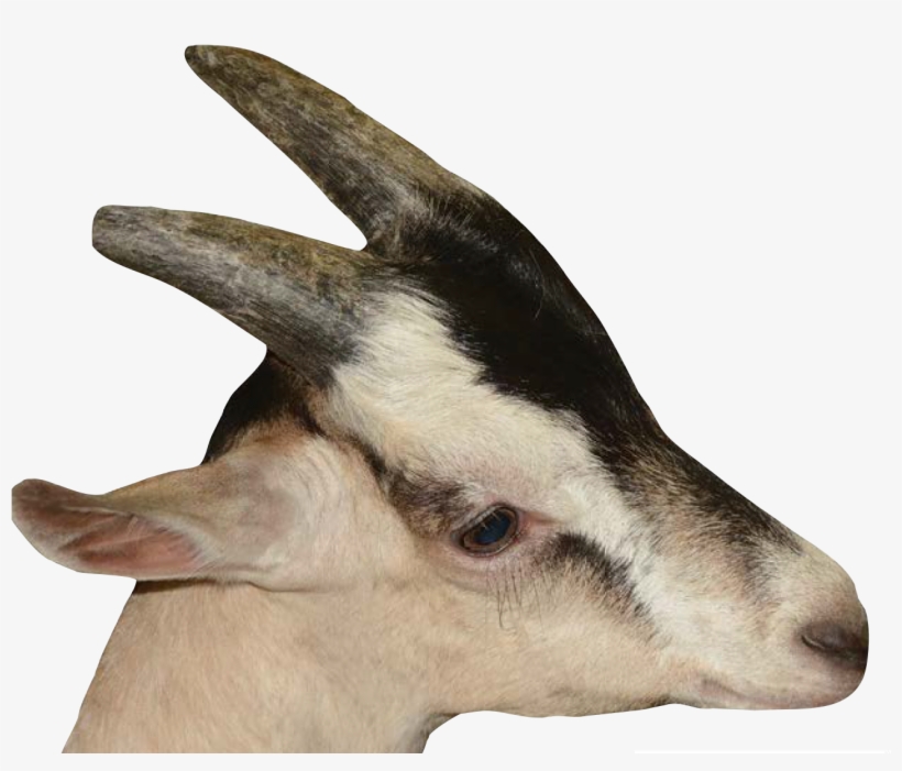 Buck K - Deer, transparent png download