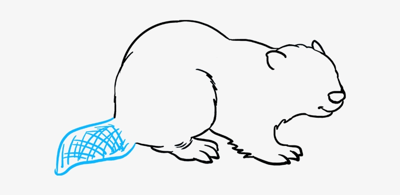 How To Draw Beaver - Draw Beaver, transparent png download