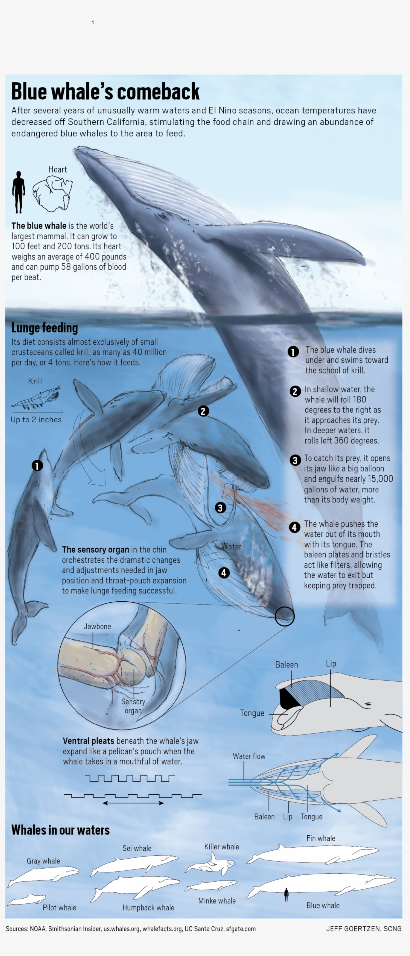 Now Protected, Their Population Is Rebounding, With - Blue Whales, transparent png download