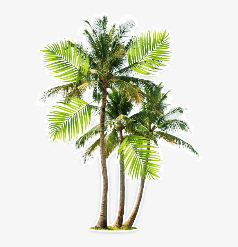Beach - Attalea Speciosa Babassu Palm, transparent png download