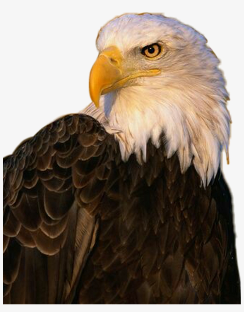 Aguila Sticker - Eagle, transparent png download