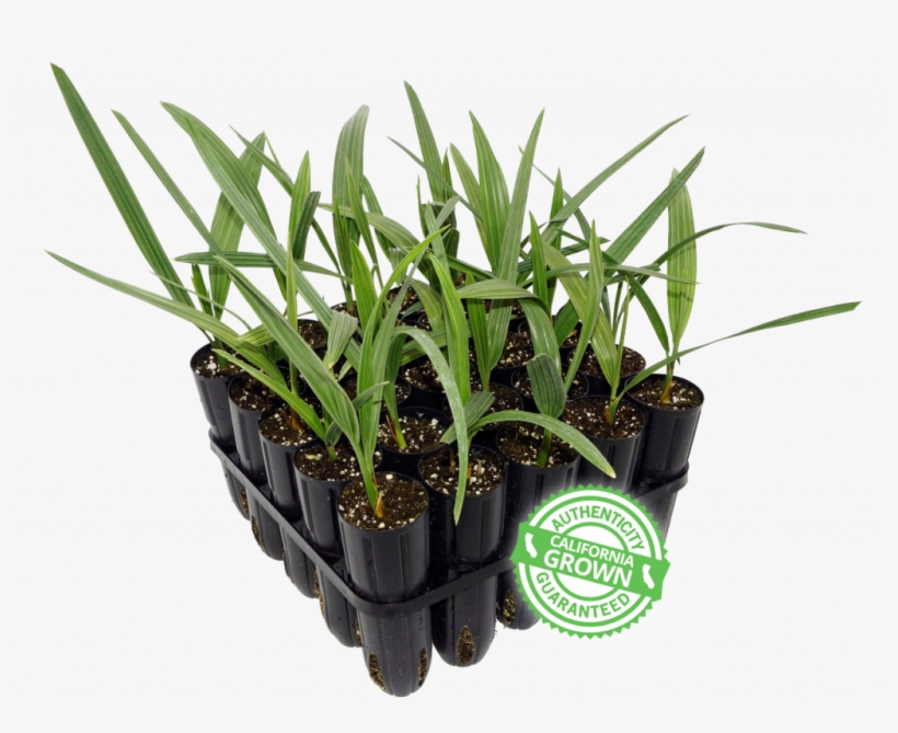 Houseplant, transparent png download