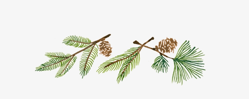 Delicate Firs - Pond Pine, transparent png download