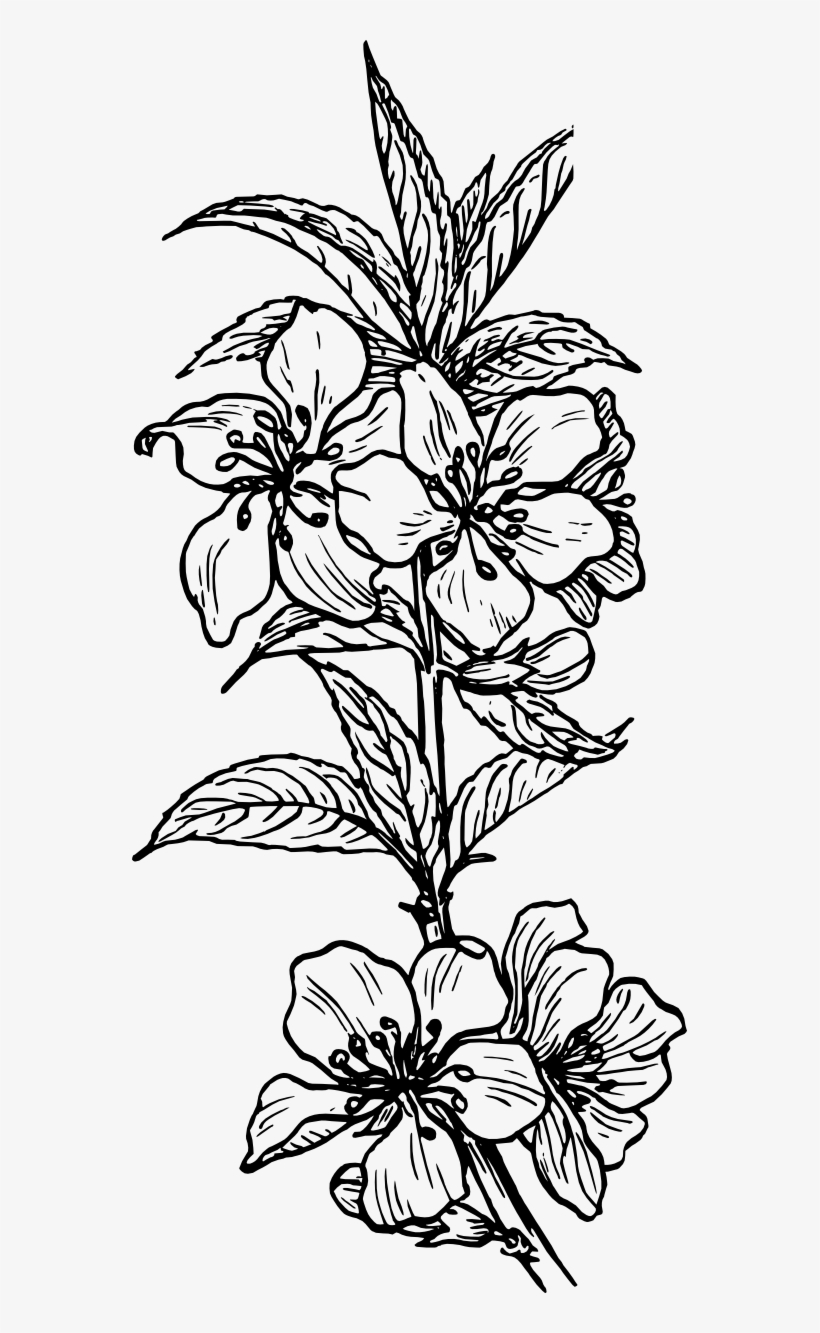 Black And White Plant Images Images Pictures - Plant Line Art, transparent png download