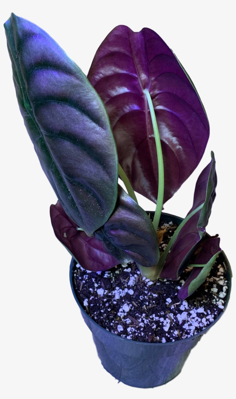 Prev - African Violets, transparent png download