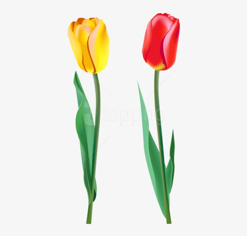 Free Png Spring Tulips Png Images Transparent - Tulips Png, transparent png download