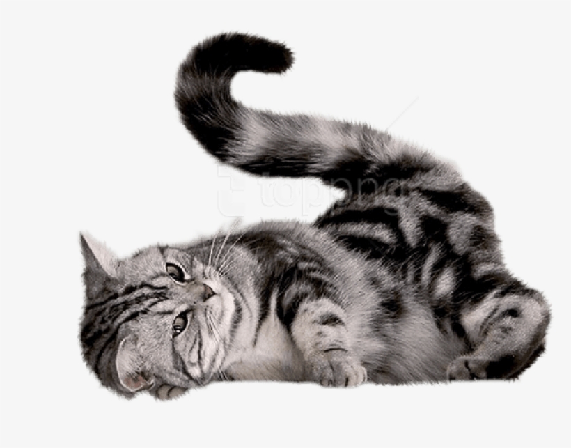 Free Png Download Playing Cat Png Images Background - Cat Png, transparent png download