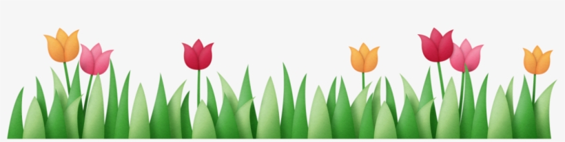 Sprenger's Tulip, transparent png download