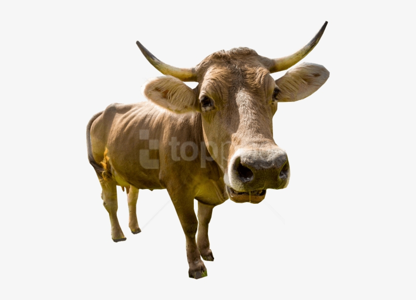 Free Png Download Male Cow Standing Png Images Background - Homme Qui A De Sida, transparent png download