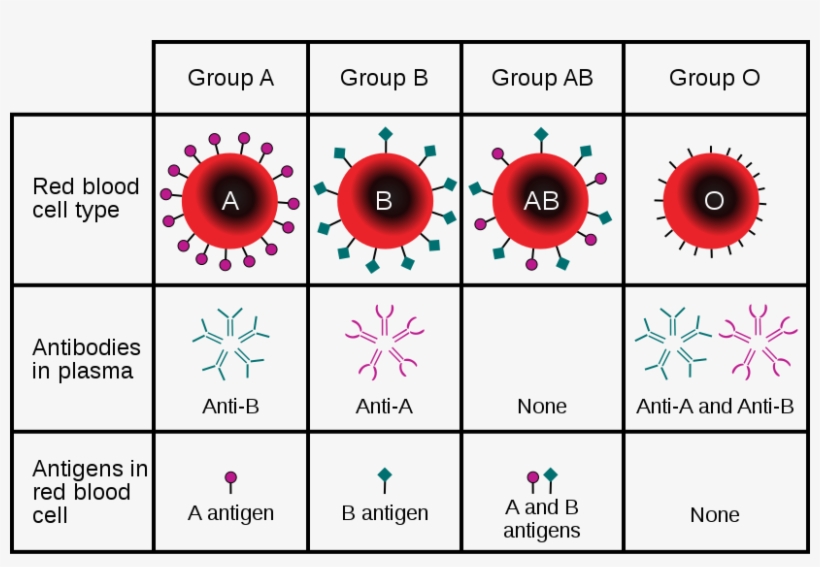 Http - //upload - Wikimedia - Blood Type - Svg/824px-abo - Different Blood Types, transparent png download