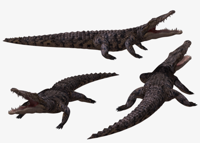 Crocodile Free Png Transparent Background Images Free - Crocodile 3d Png, transparent png download