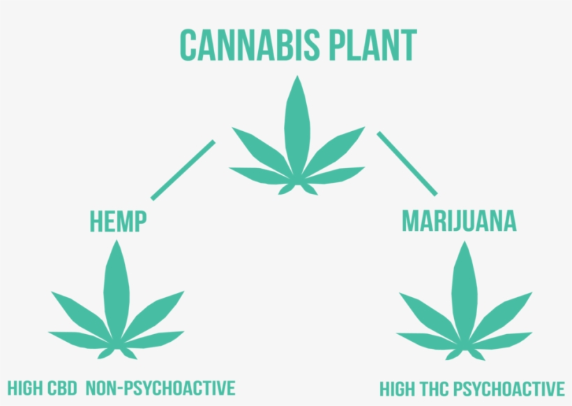 Asset 5@700x - Emblem, transparent png download